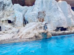 -帝企鹅自助餐厅•儿童岛•真企鹅(长隆企鹅酒店)