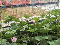 -莲花池公园
