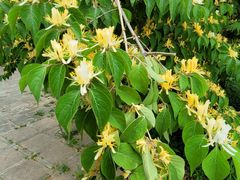 -国家植物园南园