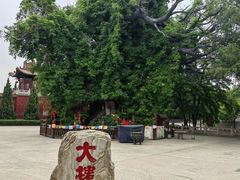 -大槐树寻根祭祖园