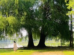 -南宁良凤江国家森林公园