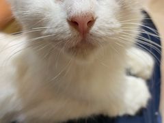 -Bastet sally猫舍购宠(静安店)