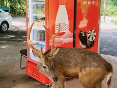 -海南热带野生动植物园