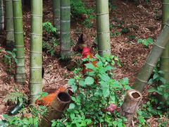 -午潮山国家森林公园