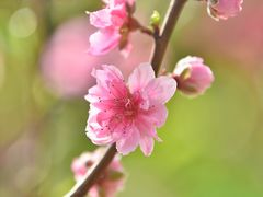 -桃花涧