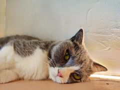 -猫儿山۰猫主题餐厅