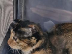 -中农国际动物医院24小时·猫科·骨科·急重症中心
