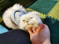 -猫猫幼稚园·撸猫·桌游·电玩