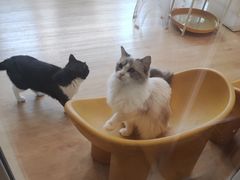 -有喵·猫咖·狗咖·30几只猫10只小狗(岗厦店)