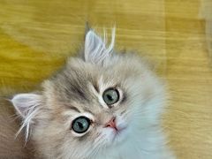 -青奢宠物·青奢猫舍