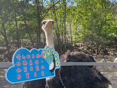 -青峰峡国家森林公园