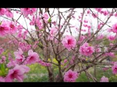 -南汇桃花村