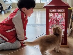 -东方名猫馆·英短金渐层布偶猫舍(环线广场1号楼店)