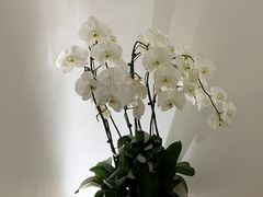 -光作面包Voila Lumiere(中山店)