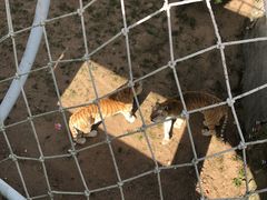 -西霞口神雕山野生动物世界