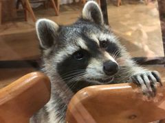 -藦茜花园宠物主题亲子互动体验馆(国顺东路店)