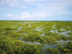 -北海金海湾红树林生态旅游区