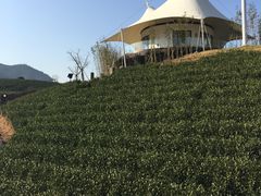 -帐篷客·溪龙茶谷度假酒店