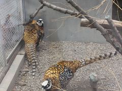 -青藏高原野生动物园