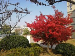 -安徽大学(龙河校区)