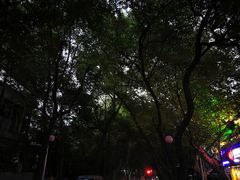 -三猫黑鱼花(南大店)