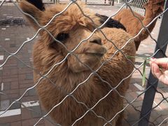 -长白岛森林公园