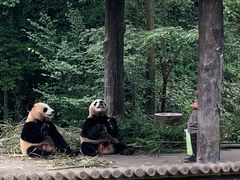 -中国大熊猫保护研究中心雅安碧峰峡基地