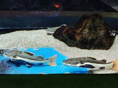 -顺德南宏海立方海洋公园