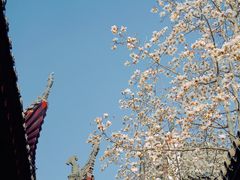 -长春观