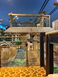 -卡通尼·Safari非洲探索乐园·生日会(金桥国际商业广场店)