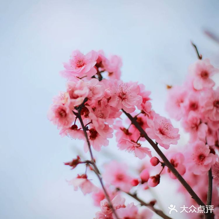 武汉旅行攻略/武汉东湖磨山樱园