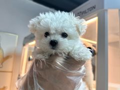 -翊宠yipet猫狗购宠庄园