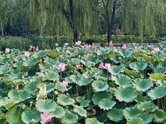 -莲花池公园
