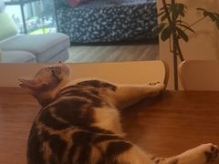 -猫大福·Fortune Cat猫舍(百子湾店)