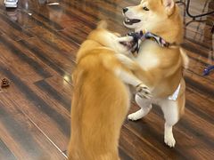 -豆柴町-柴犬主题狗咖(红鼎国际C座店)