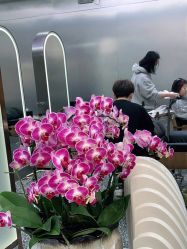 -Tloml salon