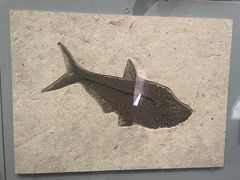 -湖南省地质博物馆