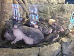 -正佳雨林生态植物园