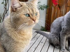 -喵屿·大理花园猫咖