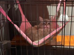 -脉冲品质汽美·贴膜(闵行店)