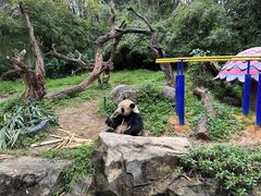 -广州长隆野生动物世界