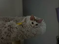 -山宅一喵德文卷毛猫舍