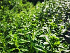 -万柳高尔夫俱乐部