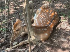 -大连森林动物园