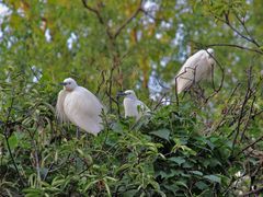 -上海市民办金苹果学校