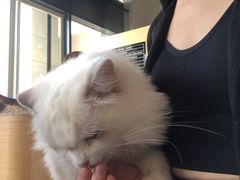 -瞄一喵猫咖(格力海岸店)