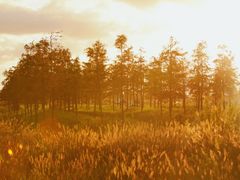 -春花秋色城市公园