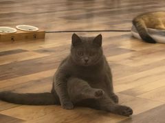 -袖虎·猫馆(体育西路店)