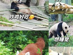 -都江堰中华大熊猫苑