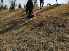 -BABIT巴比特宠物(MOMOPARK店)